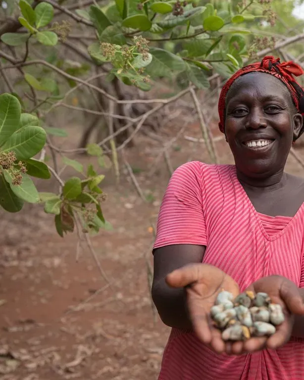 Cashew farmer holding fresh cashews in the orchard